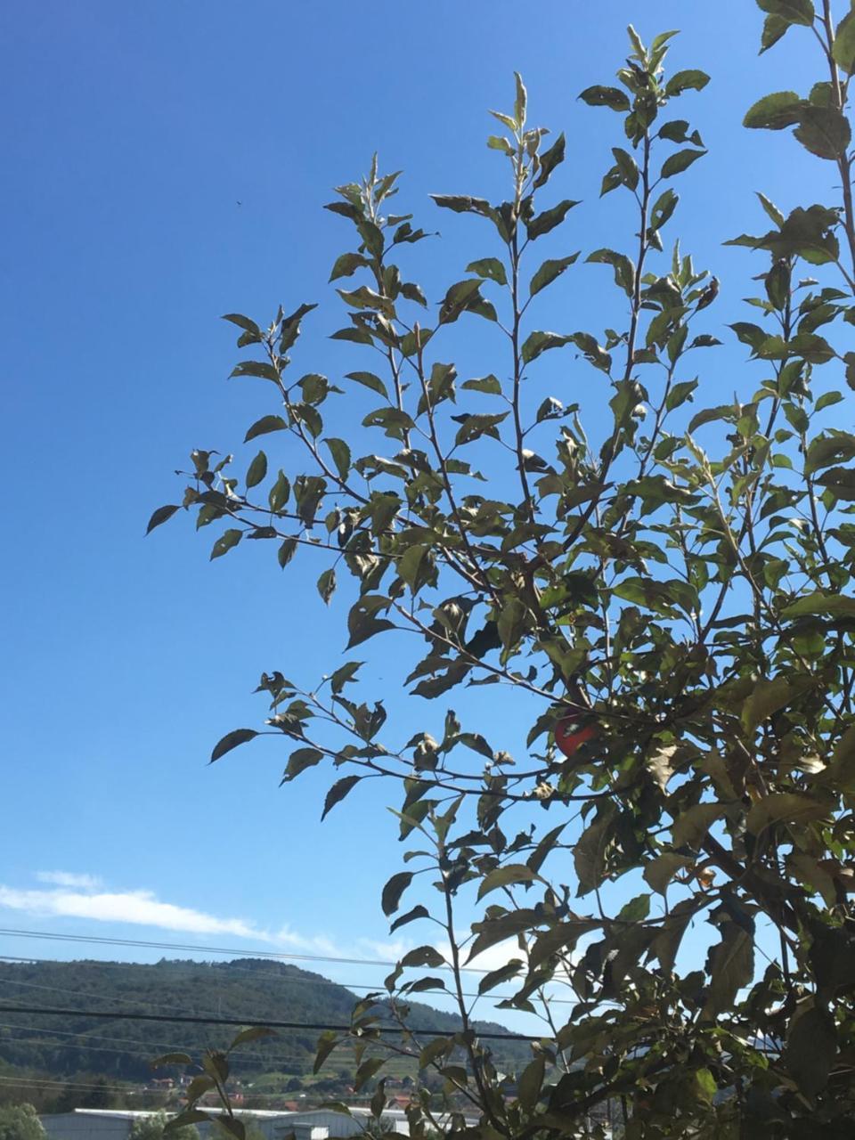Zvezdica Daire Bajina Basta Dış mekan fotoğraf